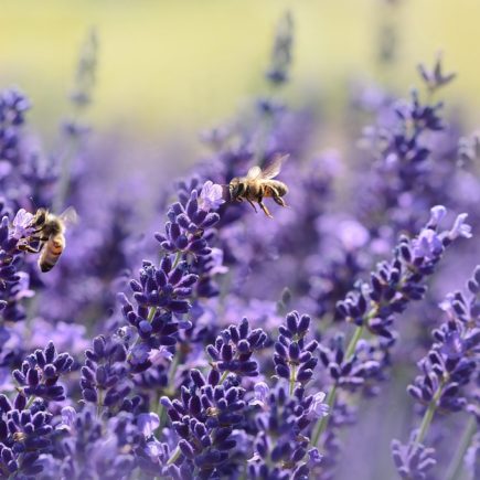 4 Techniques to Attract Backyard Pollinators