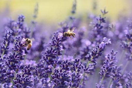 4 Techniques to Attract Backyard Pollinators