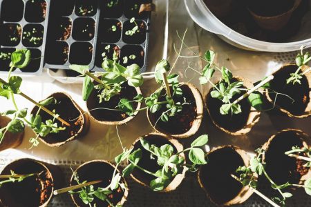 Some Awesome DIY Indoor Gardening Tips
