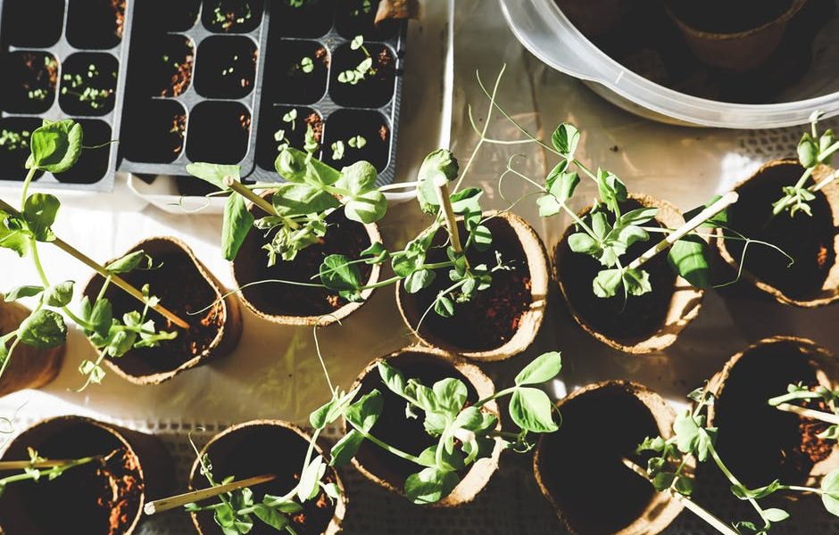 Some Awesome DIY Indoor Gardening Tips