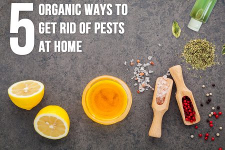 5 Organic Ways to Get Rid of Pests at Home