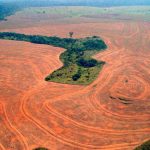 Deforestation Boon or Curse for Humanity In The Future