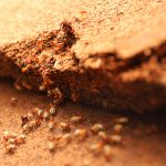 Wood Furniture: Tips to Prevent Termites