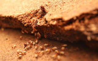 how to prevent termite attack