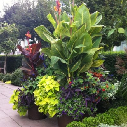 tropical landscaping plants