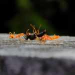 Ant Bait Tips and Tricks From Professionals