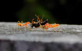 Ant Bait Tips Professionals